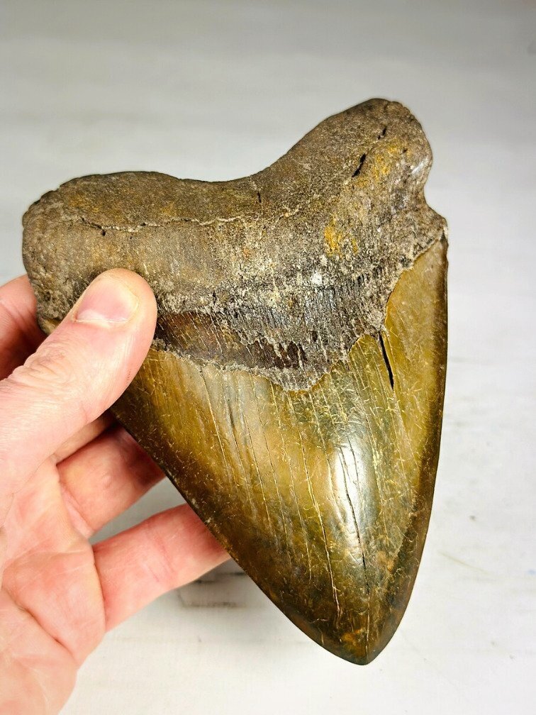 Dente di megalodonte " The Ironmine" (Indonesia) - 14,4 cm