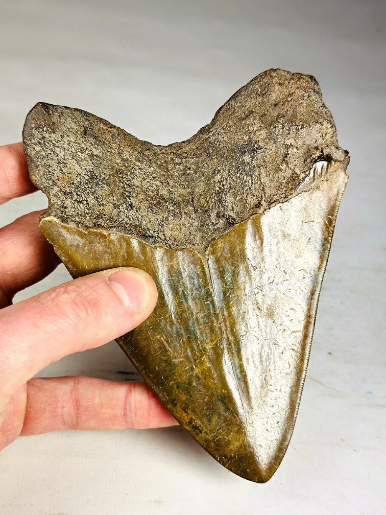 Dente di megalodonte " The Ironmine" (Indonesia) - 14,4 cm