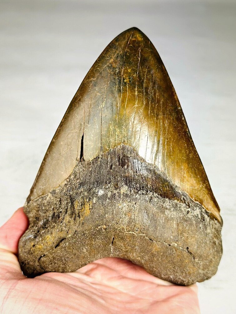 Megalodon Tooth "The Ironmine" (Indonesia) - 14,4 cm