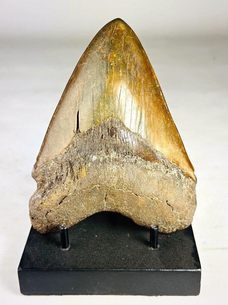 Dente di megalodonte " The Ironmine" (Indonesia) - 14,4 cm