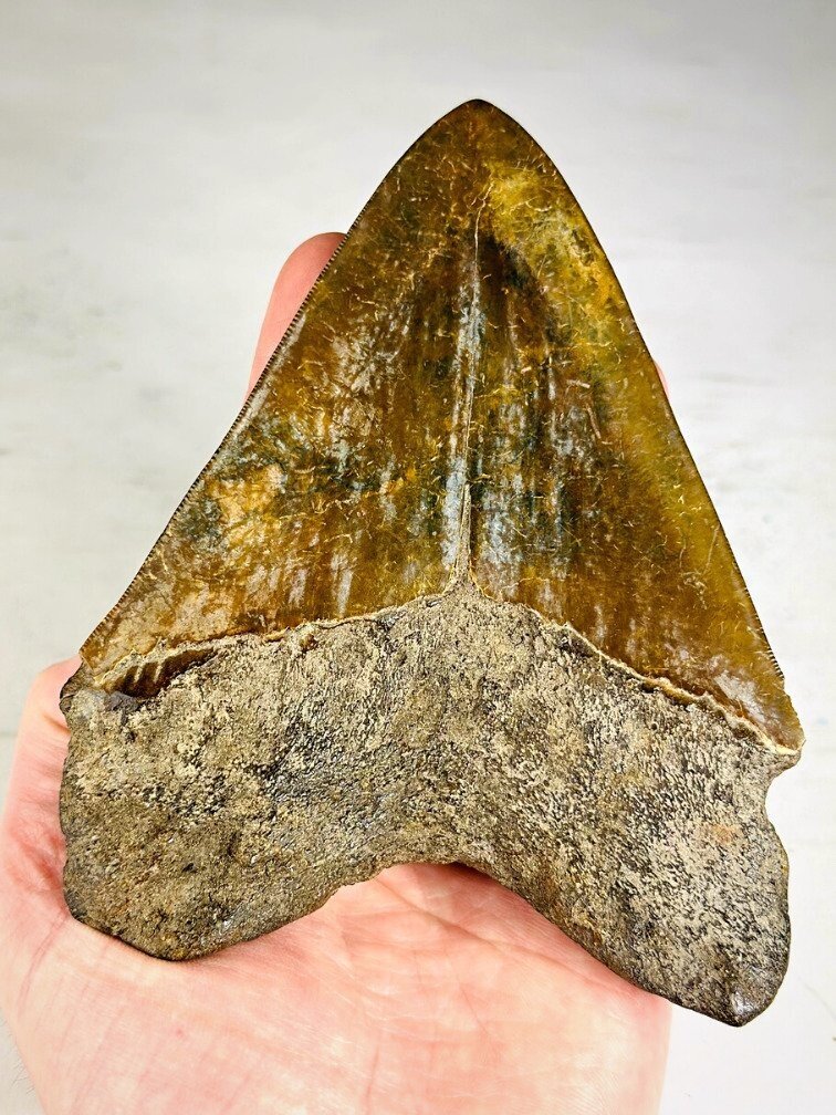 Dente di megalodonte " The Ironmine" (Indonesia) - 14,4 cm