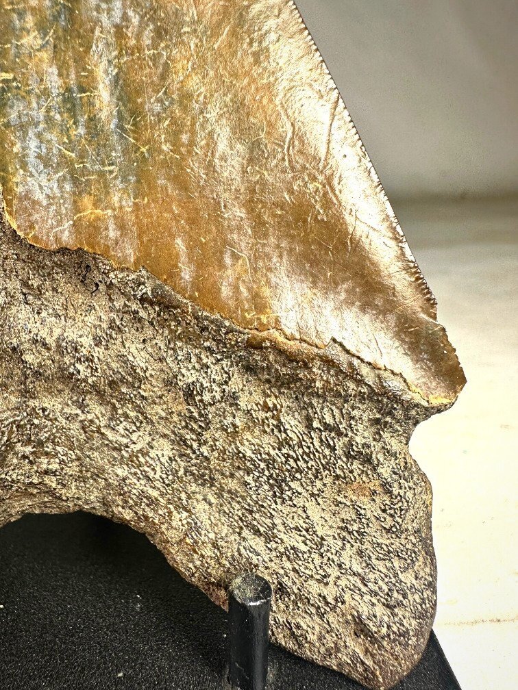 Megalodon Tooth "The Ironmine" (Indonesia) - 14,4 cm