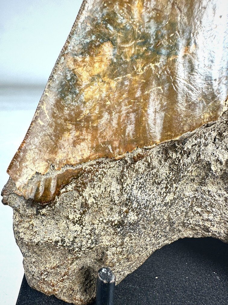 Dente di megalodonte " The Ironmine" (Indonesia) - 14,4 cm