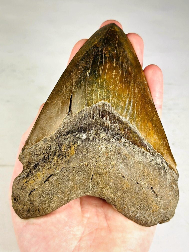 Dente di megalodonte " The Ironmine" (Indonesia) - 14,4 cm