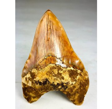 Megalodon-Zahn " The Mark" (Indonesien) - 14 cm