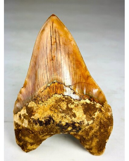 Diente de Megalodon " The Mark" (Indonesia) - 14 cm