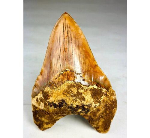 Dente di Megalodon " The Mark" (Indonesia) - 11,3 cm