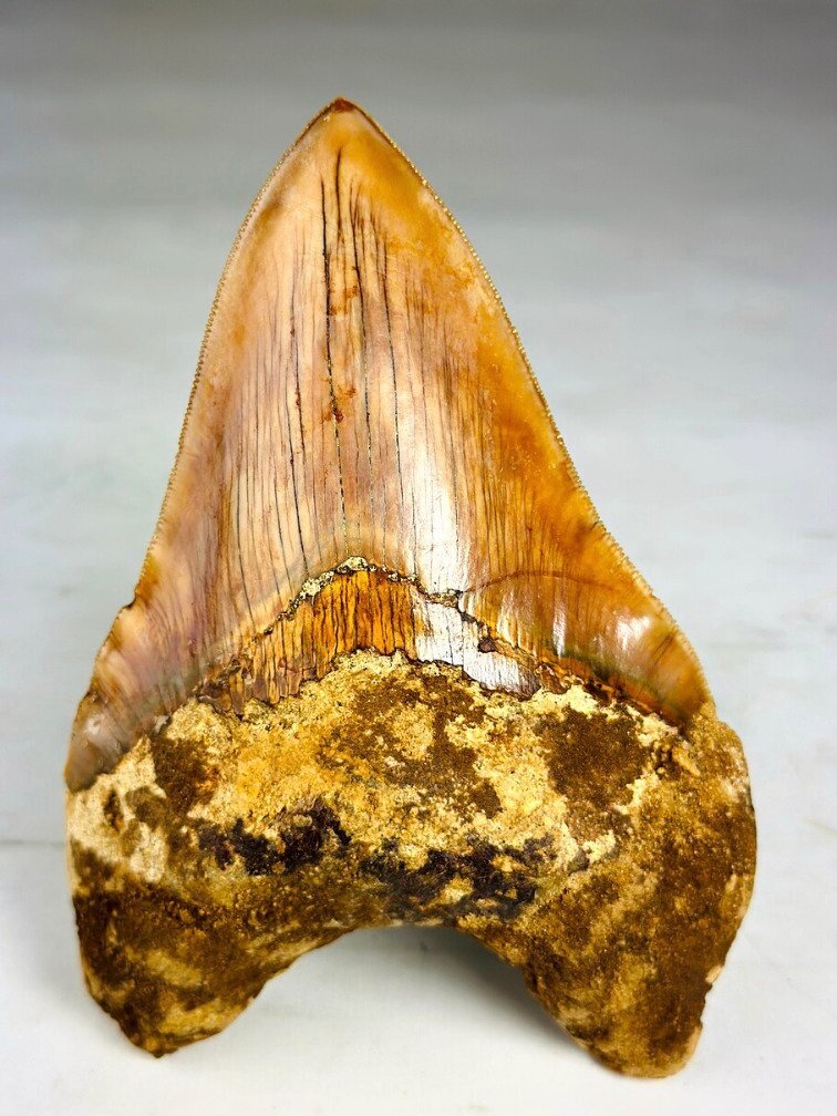 Dente di Megalodon " The Mark" (Indonesia) - 11,3 cm