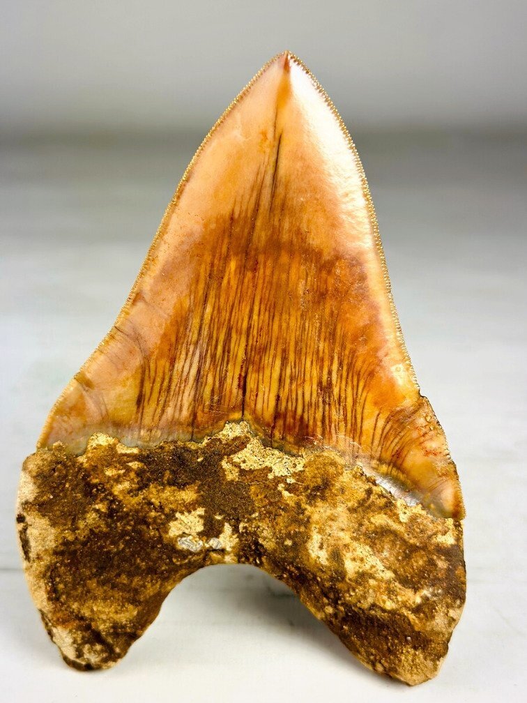 Dente di Megalodon " The Mark" (Indonesia) - 11,3 cm