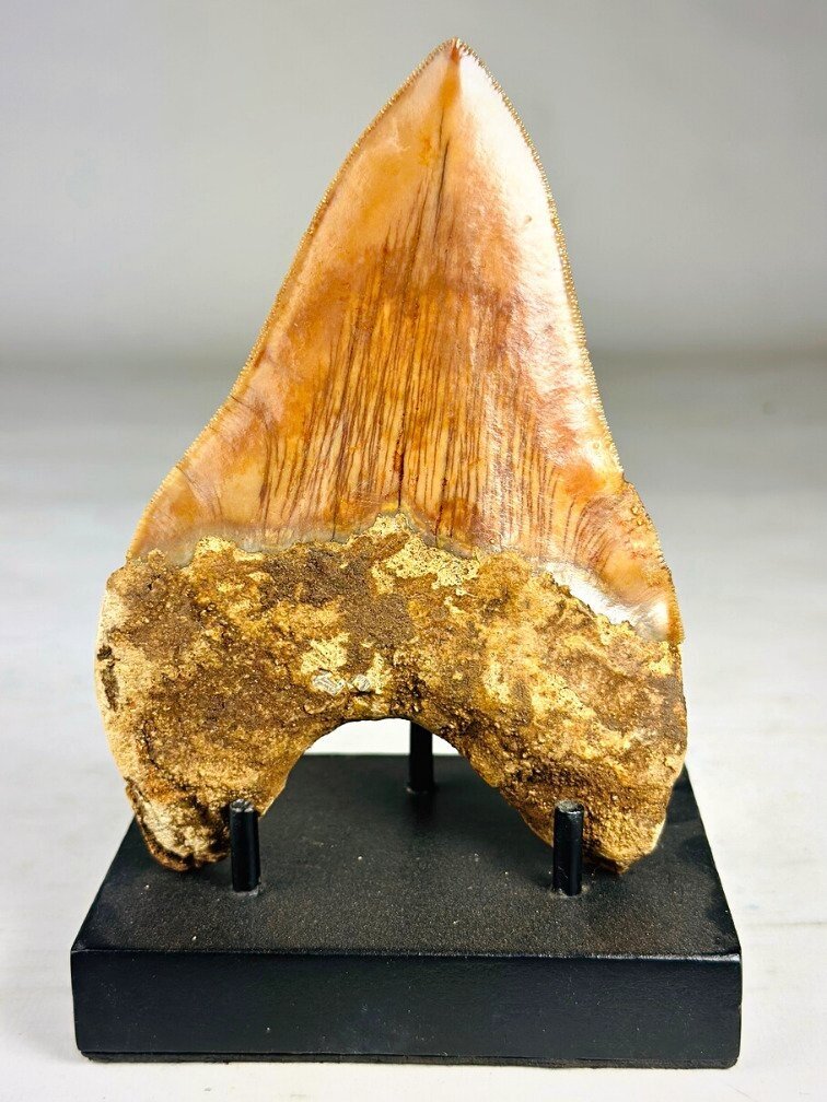 Dente di Megalodon " The Mark" (Indonesia) - 11,3 cm