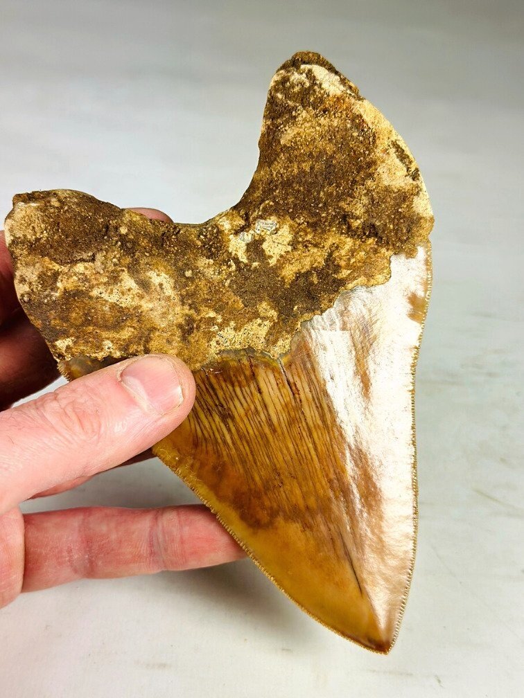 Dente di Megalodon " The Mark" (Indonesia) - 11,3 cm