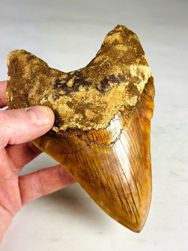 Dente di Megalodon " The Mark" (Indonesia) - 11,3 cm