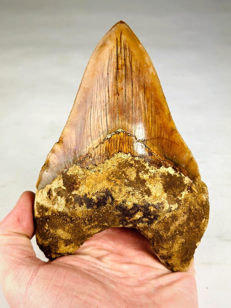 Dente di Megalodon " The Mark" (Indonesia) - 11,3 cm