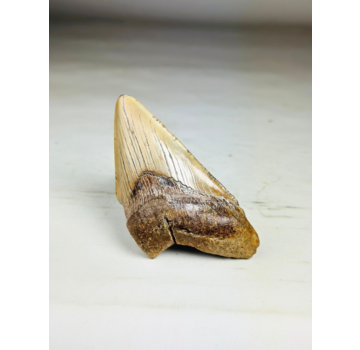 Dente di Megalodonte "Sin of Lust" (USA) - 10,1 cm