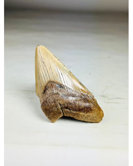 Dente di Megalodonte "Sin of Lust" (USA) - 10,1 cm