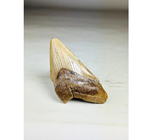 Megalodon Tooth "Sin of Lust" (US) - 10.1 cm