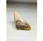 Dente di Megalodonte "Sin of Lust" (USA) - 10,1 cm