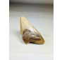 Megalodon Tooth "Sin of Lust" (US) - 10.1 cm