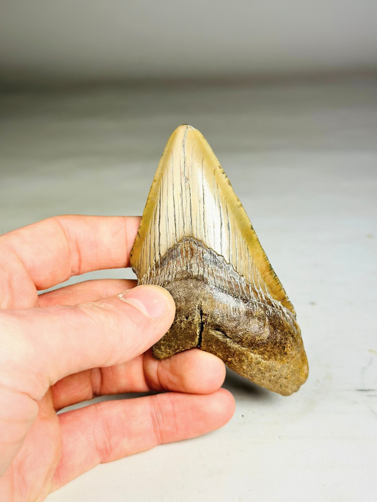 Diente de Megalodon "Sin of Lust" (US) - 10.1 cm