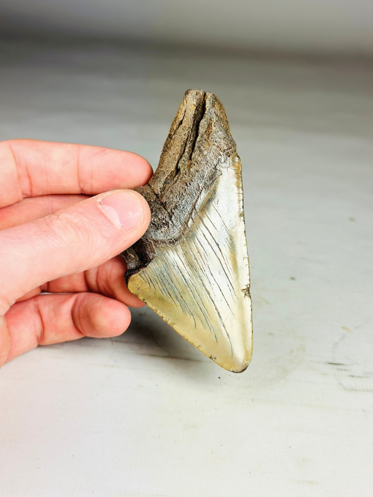 Dente di Megalodonte "Sin of Lust" (USA) - 10,1 cm