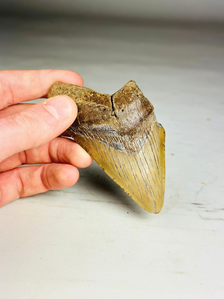 Dente di Megalodonte "Sin of Lust" (USA) - 10,1 cm