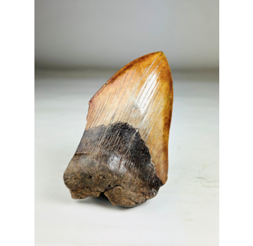 Megalodon Tooth "Shadow Pendulum" (US) - 12,7 cm - 75% tooth
