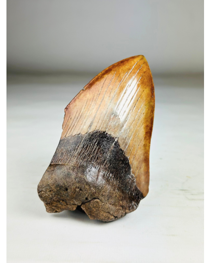 Megalodon Tooth "Shadow Pendulum" (US) - 12,7 cm - 75% tooth