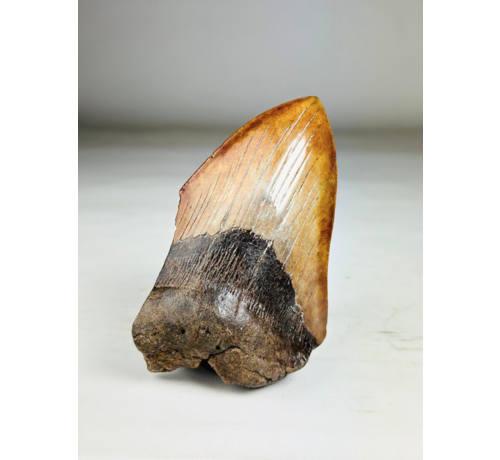 Dent de mégalodon "Shadow Pendulum" (US) - 12,7 cm - 75% dent
