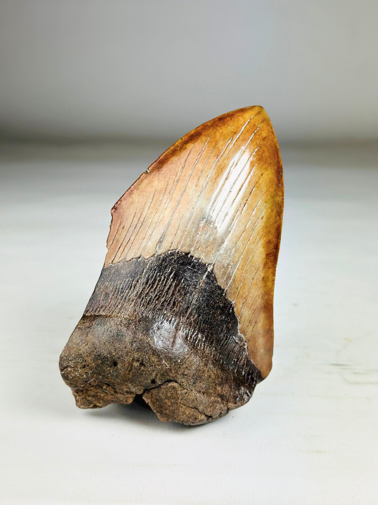 Dente di Megalodonte "Shadow Pendulum" (USA) - 12,7 cm - 75% dente