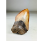 Diente de Megalodon "Shadow Pendulum" (US) - 12,7 cm - 75% diente