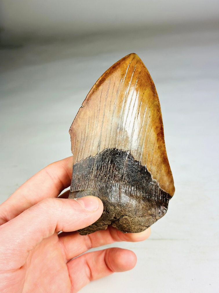 Dente di Megalodonte "Shadow Pendulum" (USA) - 12,7 cm - 75% dente