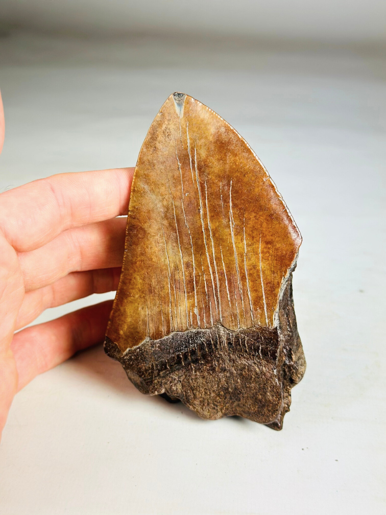 Dente di Megalodonte "Shadow Pendulum" (USA) - 12,7 cm - 75% dente