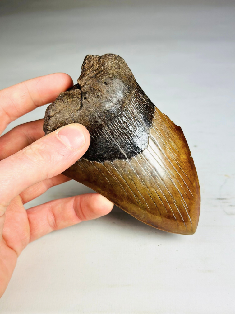 Megalodon Tooth "Shadow Pendulum" (US) - 12,7 cm - 75% tooth