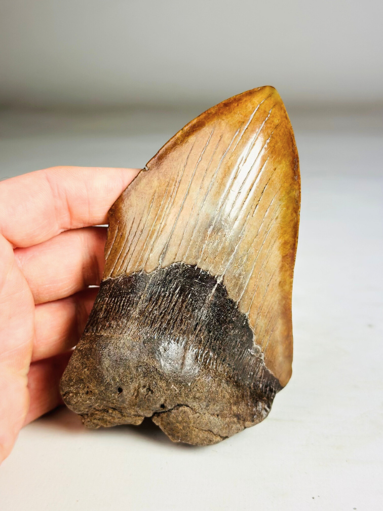 Dente di Megalodonte "Shadow Pendulum" (USA) - 12,7 cm - 75% dente