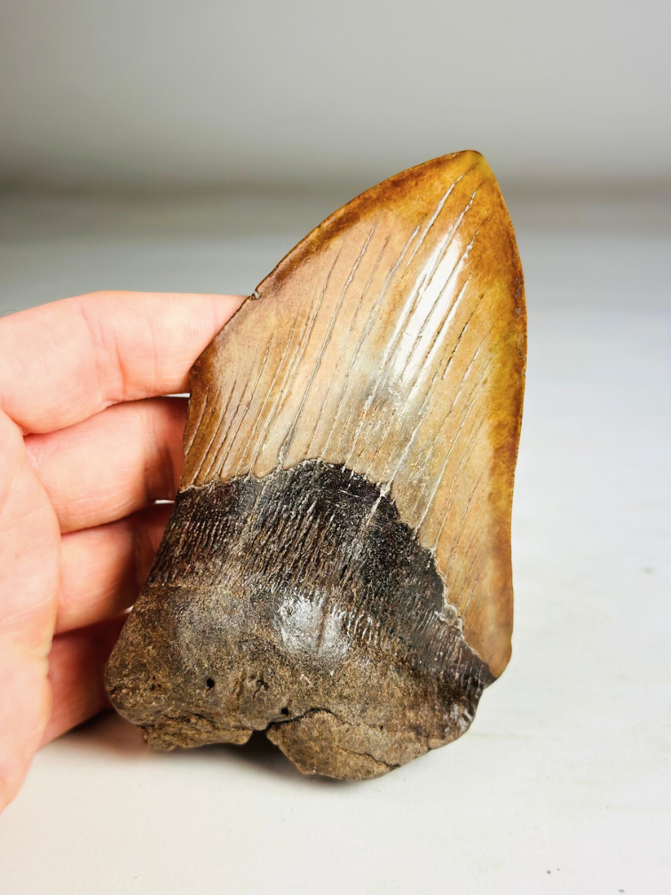 Megalodon Tooth "Shadow Pendulum" (US) - 12,7 cm - 75% tooth