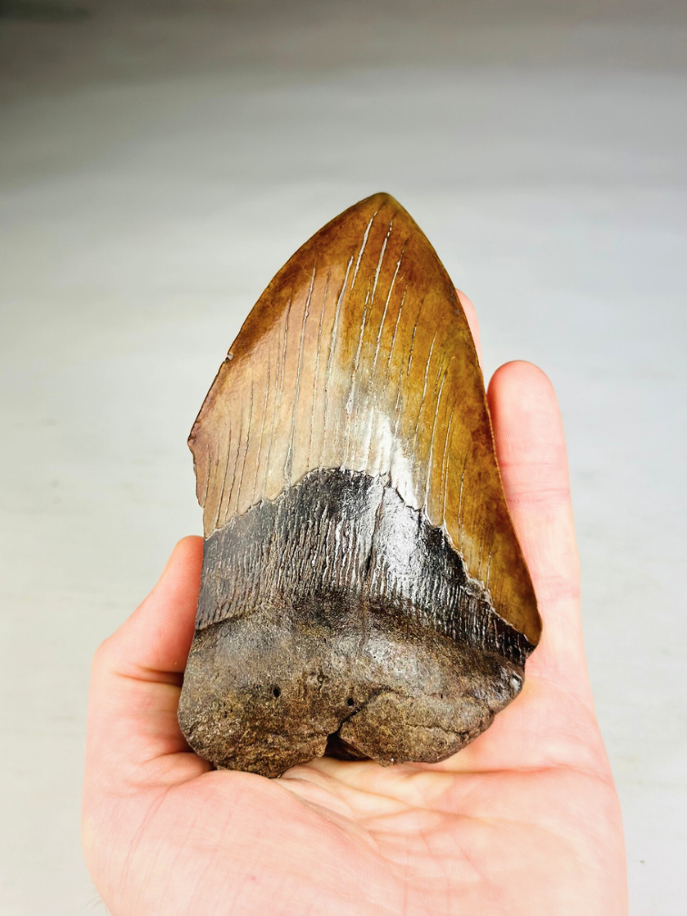 Megalodon Tooth "Shadow Pendulum" (US) - 12,7 cm - 75% tooth