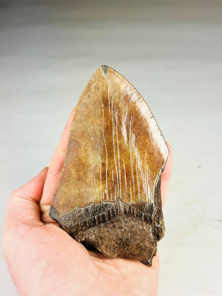 Dente di Megalodonte "Shadow Pendulum" (USA) - 12,7 cm - 75% dente