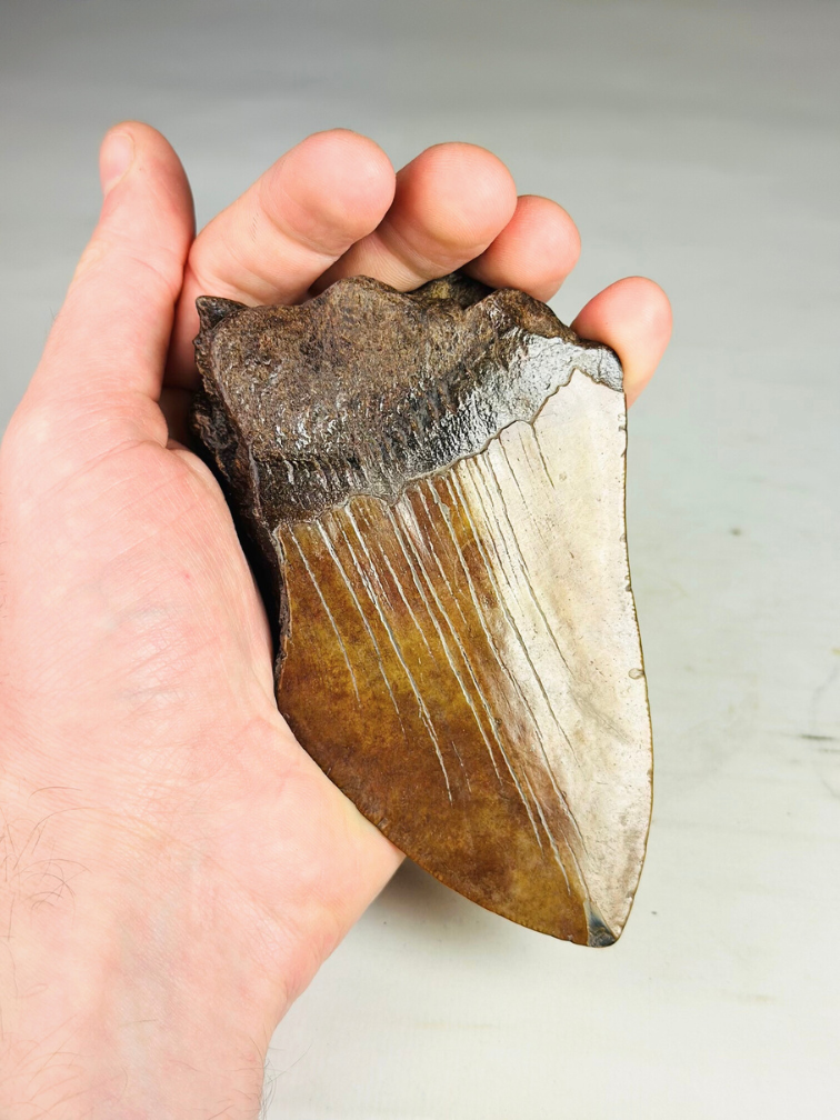 Dente di Megalodonte "Shadow Pendulum" (USA) - 12,7 cm - 75% dente