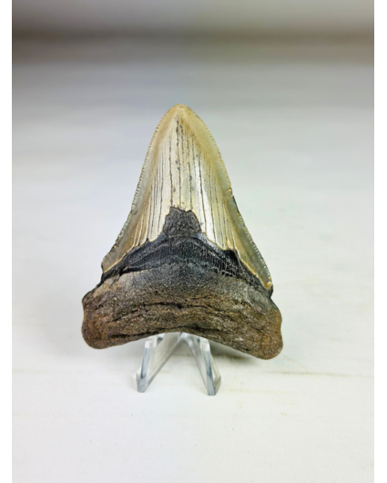 Megalodon tand (VS) "The Lord" - 8,3 cm