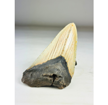 Dente di Megalodon " The Marked" (VS) - 12,2 cm