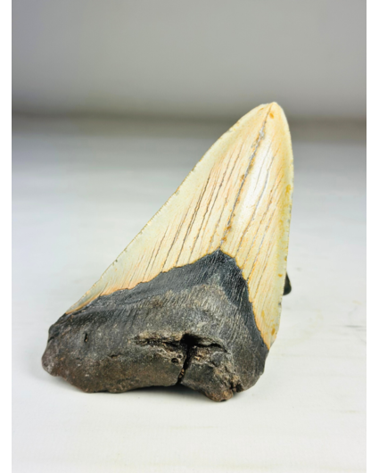 Dente di Megalodon " The Marked" (VS) - 12,2 cm