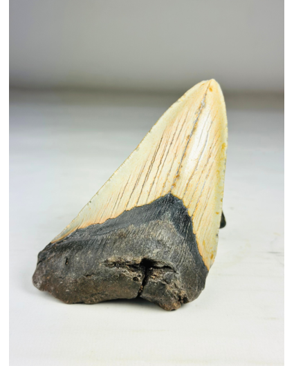 Megalodon Tooth "The Marked" (VS) - 12,2 cm