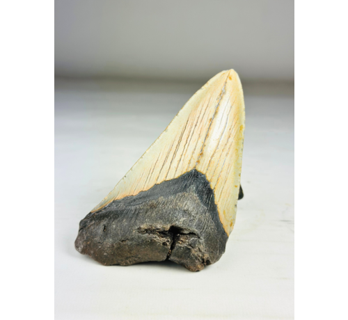 Megalodon Tooth "The Marked" (VS) - 12,2 cm