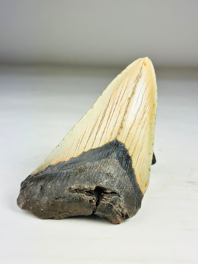 Megalodon Tooth "The Marked" (VS) - 12,2 cm