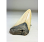 Megalodon Tand "The Marked" (VS) - 12,2 cm