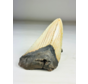 Megalodon Tooth "The Marked" (VS) - 12,2 cm