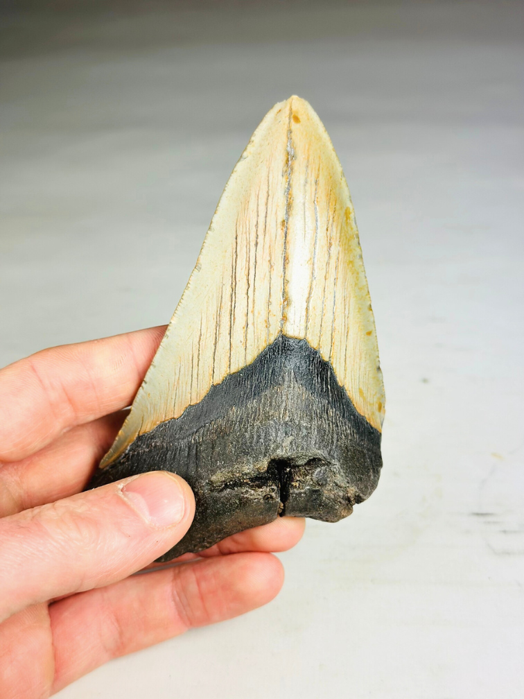 Diente de Megalodon " The Marked " (VS) - 12,2 cm