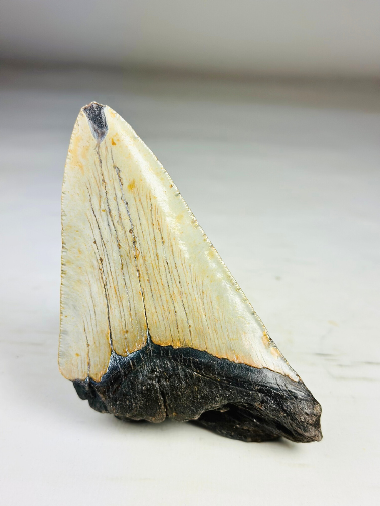 Megalodon Tooth "The Marked" (VS) - 12,2 cm