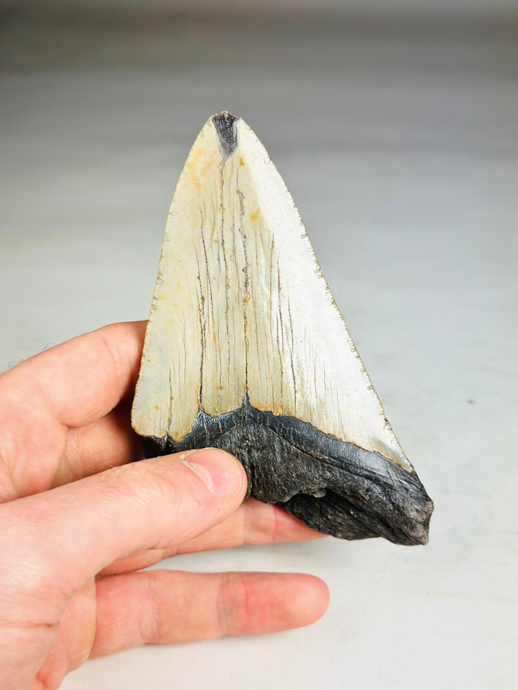 Megalodon Tooth "The Marked" (VS) - 12,2 cm