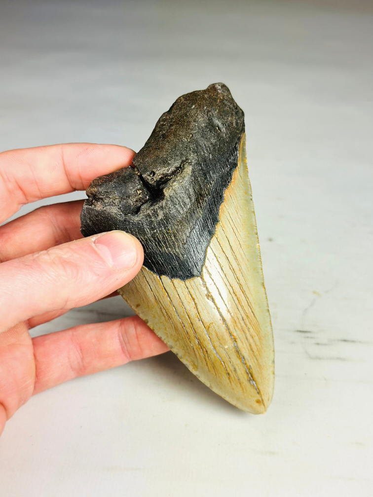 Megalodon Tooth "The Marked" (VS) - 12,2 cm